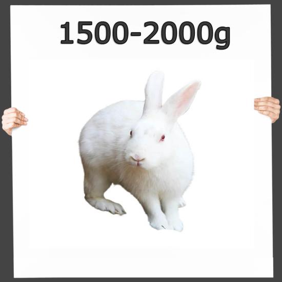 Frostfutter Hase/Kaninchen 1500-2000g