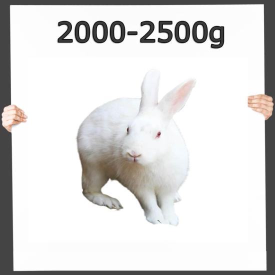 Frostfutter Hase/Kaninchen 2000-2500g