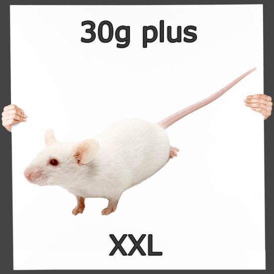 Frostfutter Maus XXL 30g+ 100 Stück