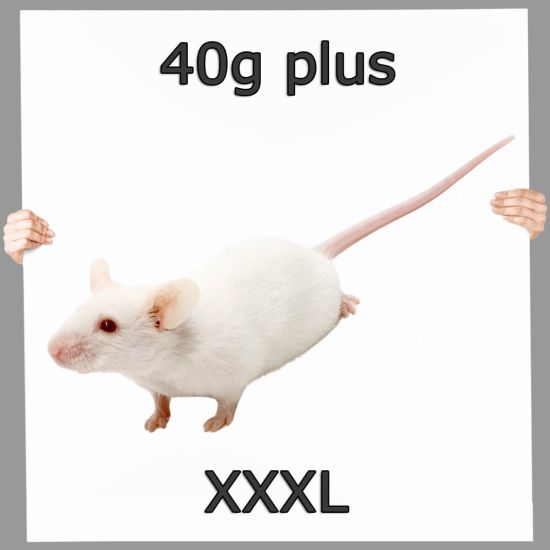 Frostfutter Maus XXL 40g+ 100 Stück