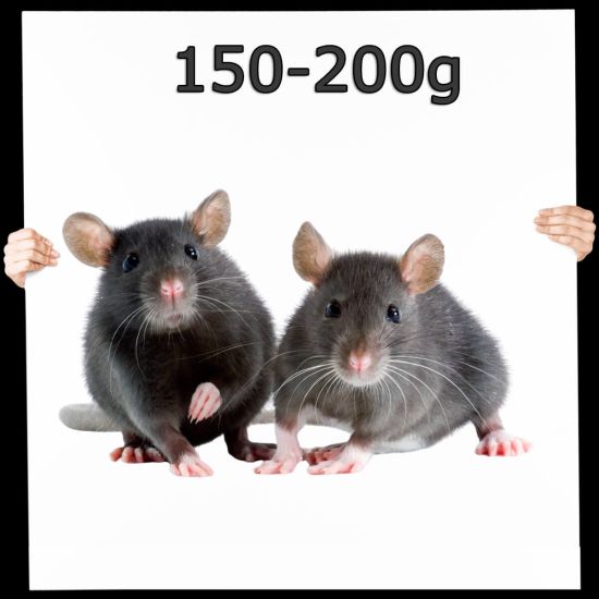 Frostfutter Ratte groß 150-200g 100 Stück