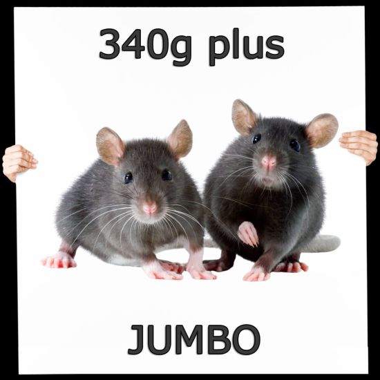 Frostfutter Ratte Jumbo 340g+ 25 Stück