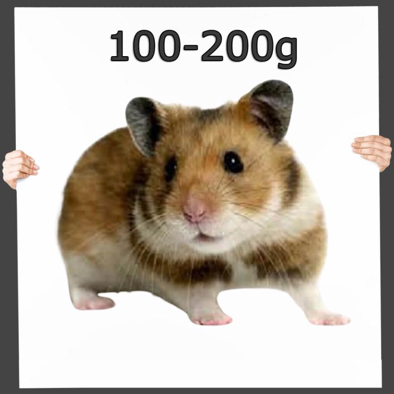 Hamster groß - Frostfutter nahrhaft ▪ ca. 100-200g 2 St.