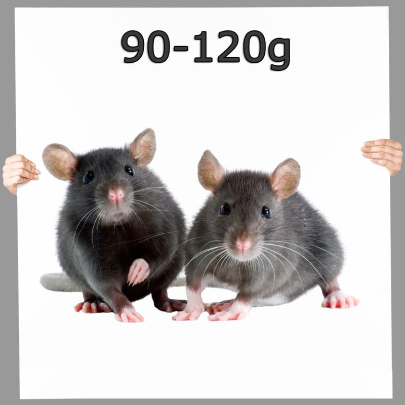 Frostfutter Ratte mittel 90-120g 100 Stück