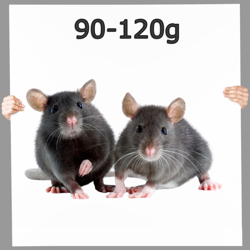 Frostfutter Ratte mittel 90-120g 10 Stück