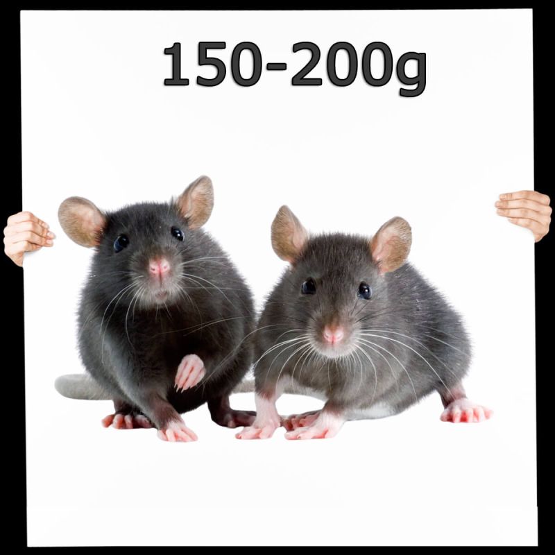 Frostfutter Ratte groß 150-200g 25 Stück