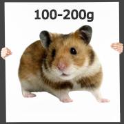 Hamster groß ca. 100-200g 2 Stück