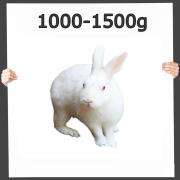 Hasen - Kaninchen 1000-1500g