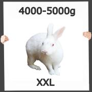 Hase/Kaninchen 4000-5000g