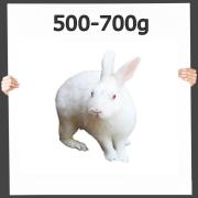 Hasen - Kaninchen 500-700g