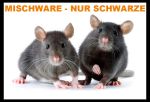 Maus Mischware SCHWARZ gefroren 1.0 kg ca. 16-35g