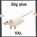 Maus XXL 30g+ 10 Stück