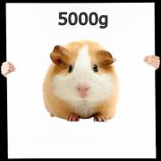 Meerschweinchen ab 500g+ MIX 5,0 kg