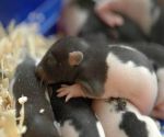 Ratten Mini Specky - Frostfutter nahrhaftes Futter ▪ 20-30g 10 St.